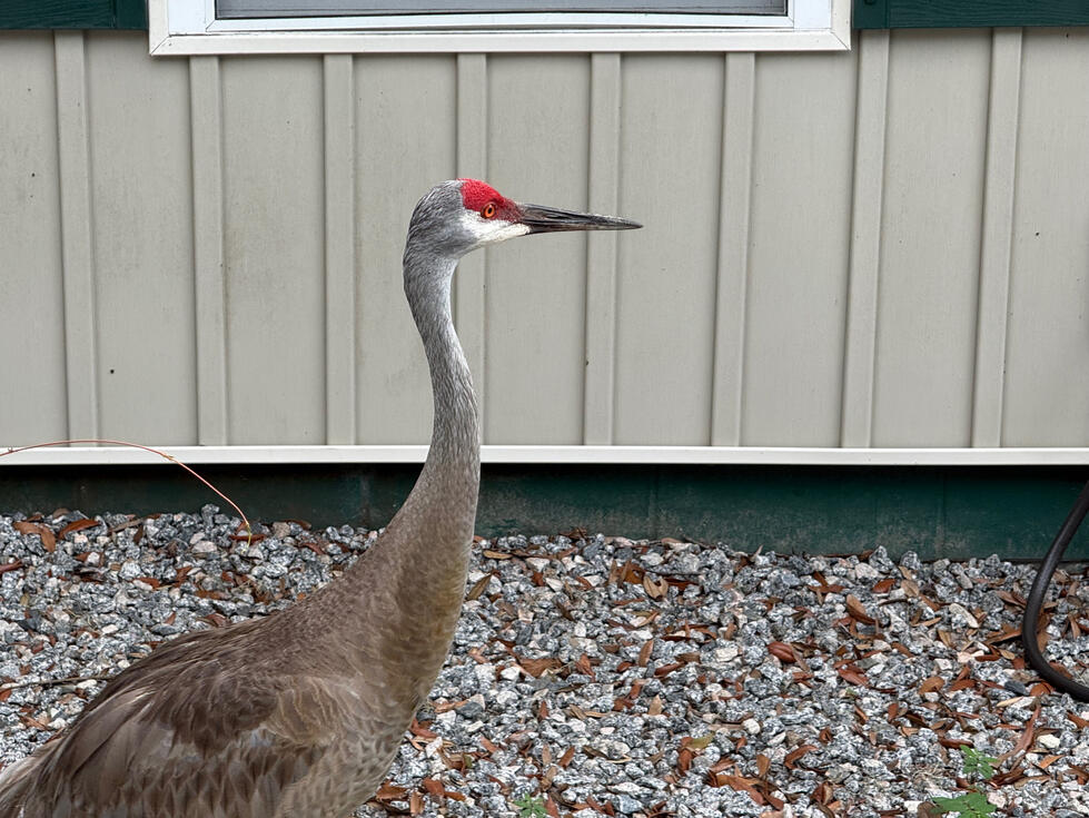 Sandhill Crane