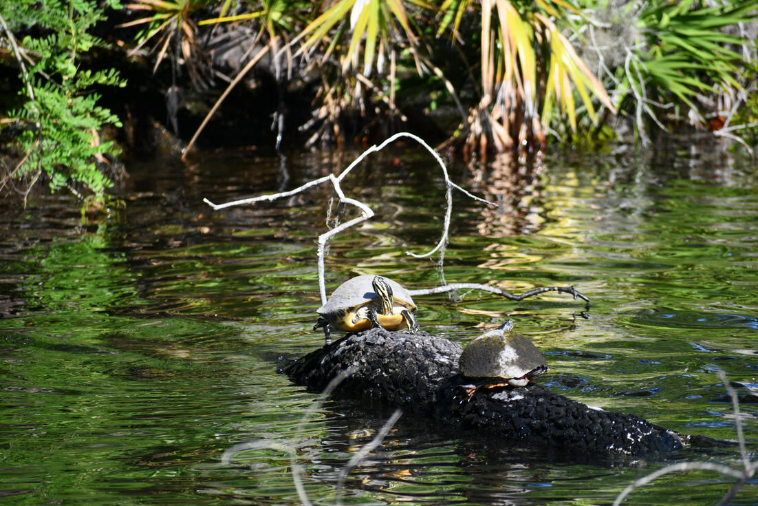 Sunbathing Painted Turtles