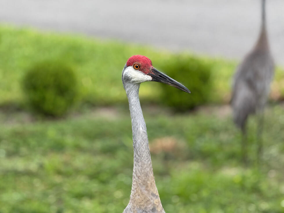 Sandhill Crane - They own the place