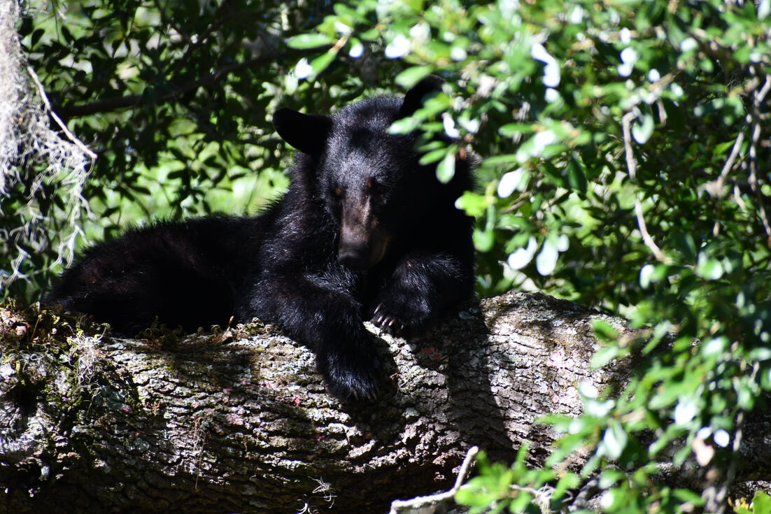 Bear in the tree at Salt Springs Resort