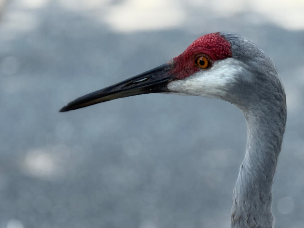 Sandhill Crane