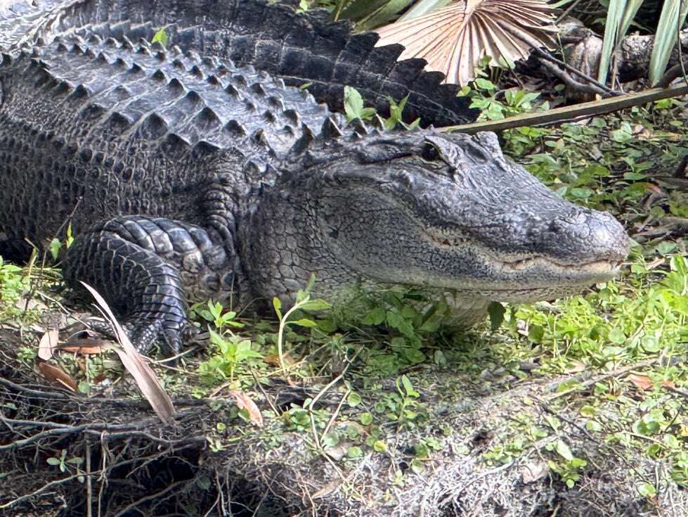 Big Boy at Salt Springs Run
