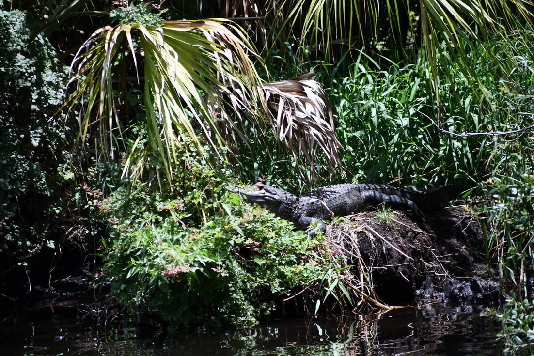 A sunbathing alligator at the Salt Springs Run