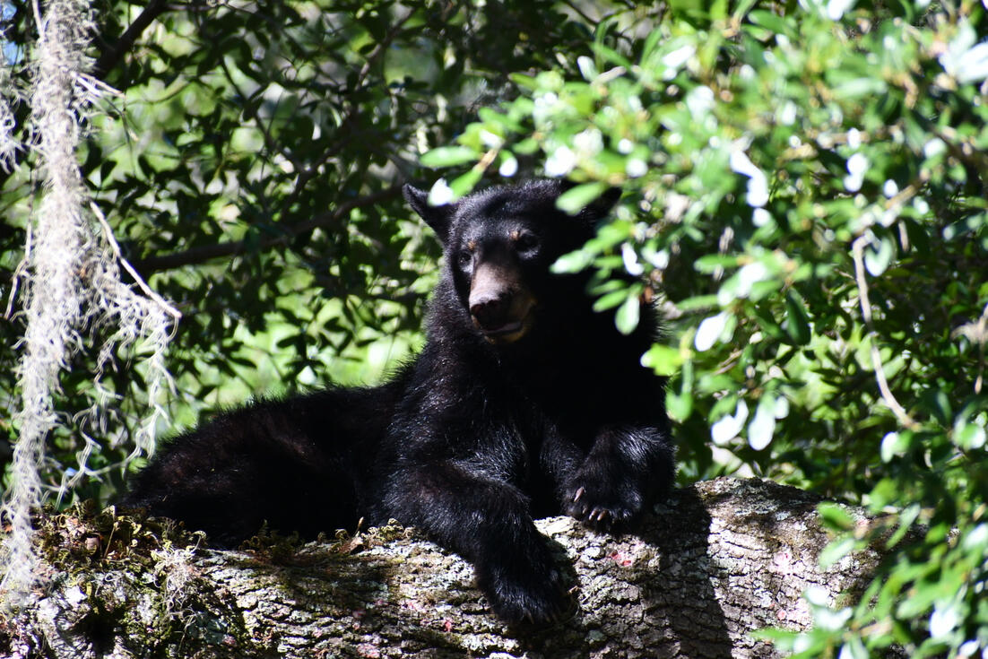Bear in the tree at Salt Springs Resort